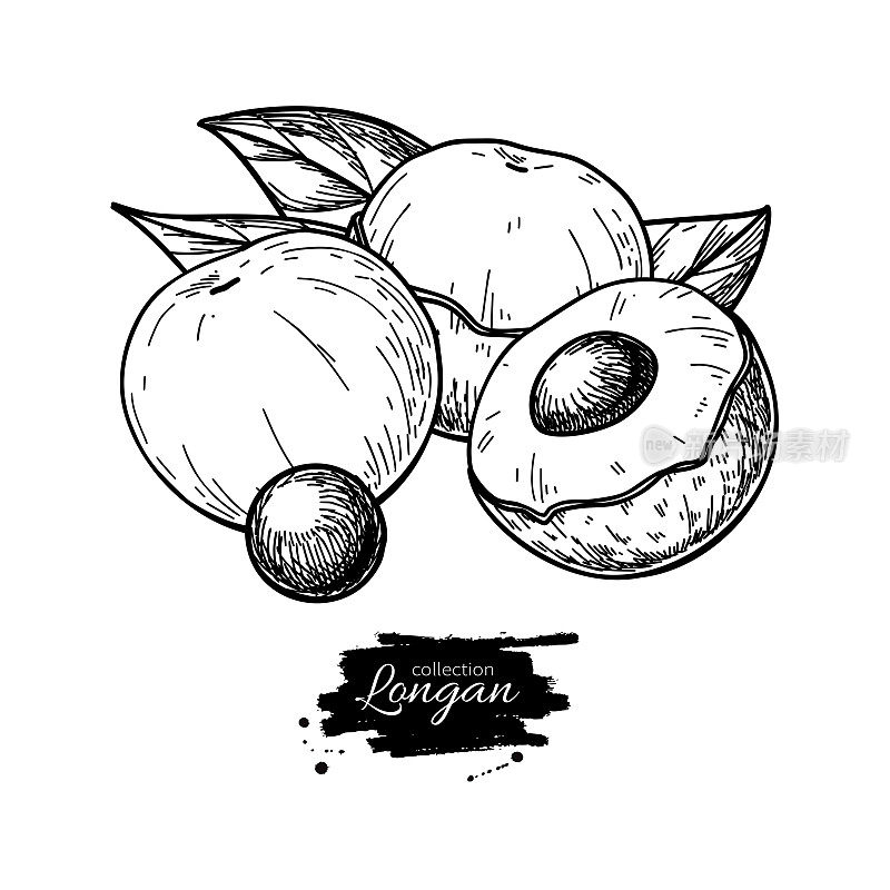Longan vector drawing. Hand drawn tropical fruit illustration. Engraved summer fruit.